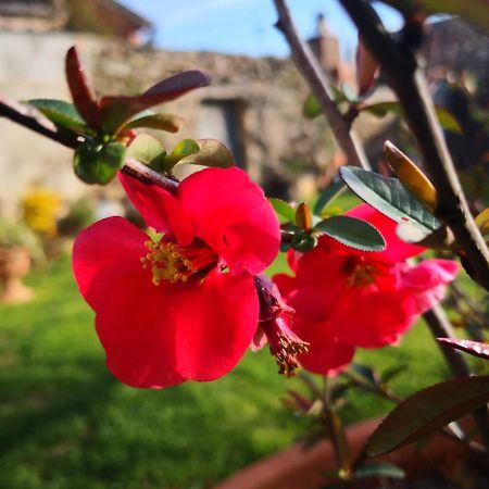 Zia Chiarina Bed & Breakfast San Nicolo Gerrei Екстериор снимка
