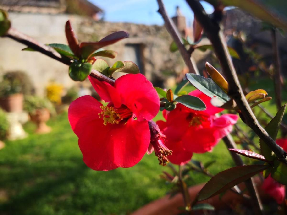 Zia Chiarina Bed & Breakfast San Nicolo Gerrei Екстериор снимка